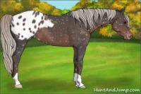 Horse Color:Silver Black Snowflake Varnish