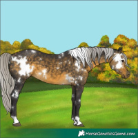Horse Color:White Spotted Silver Buckskin 