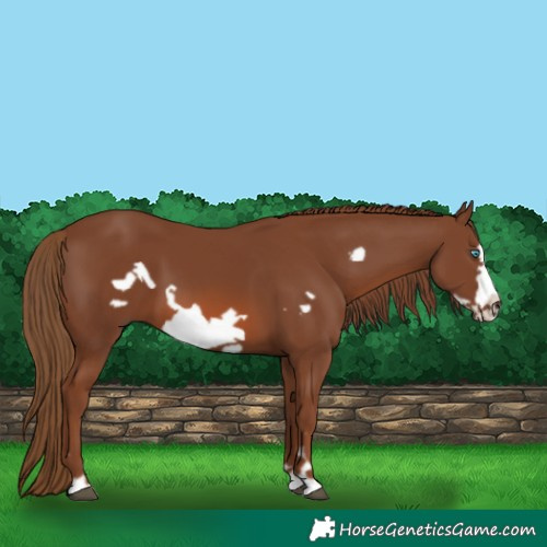 Horse Color:Chestnut Frame 