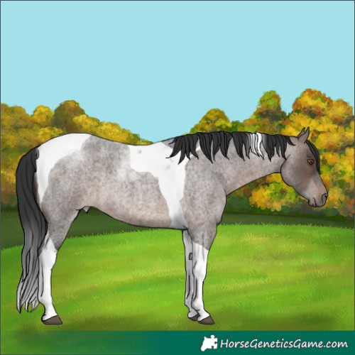 Horse Color:Brown Roan Dun Tobiano 