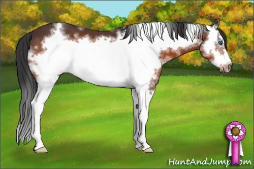 Horse Color:White Spotted Bay Frame