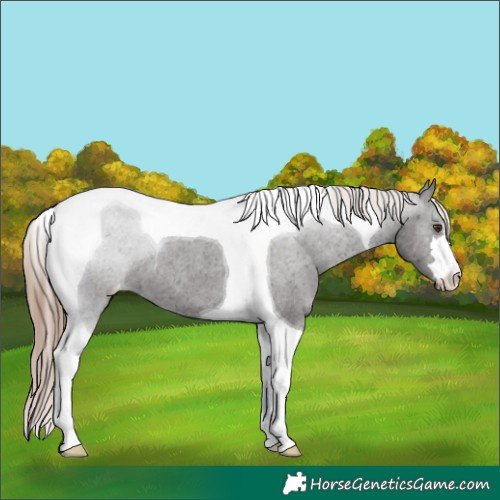 Horse Color:Liver Chestnut Tobiano Appaloosa 