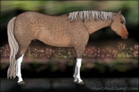 Horse Color:Silver Brown Dun 