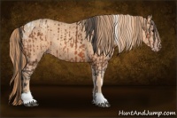 Horse Color:Bay Tobiano and Gold Champagne Tobiano