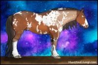 Horse Color:White Spotted Sable Champagne Appaloosa  and White Spotted Bay 