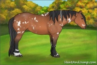 Horse Color:White Spotted Bay 