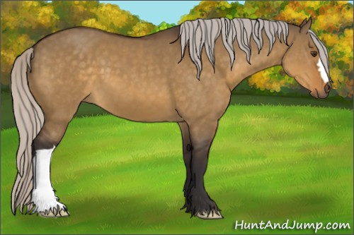 Horse Color:Silver Buckskin Dun 