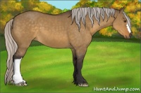 Horse Color:Silver Buckskin Dun 
