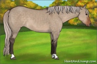 Horse Color:Silver Brown Dun 