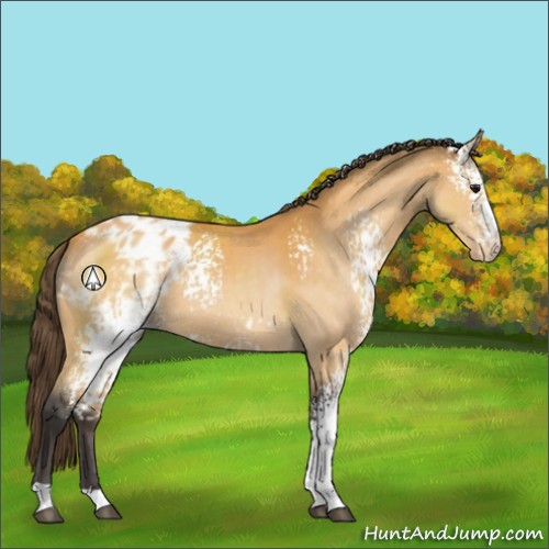 Horse Color:White Spotted Buckskin Sabino Appaloosa
