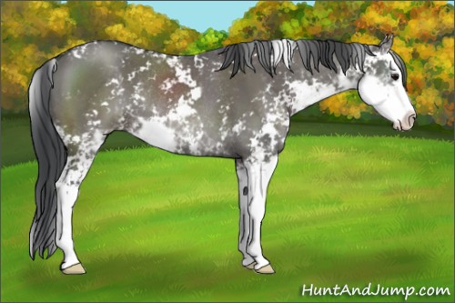 Horse Color:Grullo Sabino Splash Rabicano