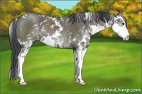 Horse Color:Grullo Sabino Splash Rabicano 