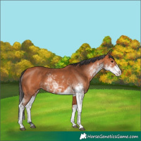 Horse Color:Bay Sabino 