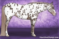 Horse Color:Liver Chestnut Sabino Frame Appaloosa Rabicano 