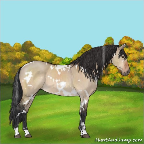 Horse Color:White Spotted Bay Dun Sabino Rabicano 