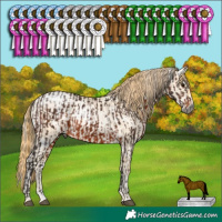 Horse Color:Gray White Spotted Silver Brown Splash Rabicano and White Spotted Buckskin Pearl Dun Rabicano