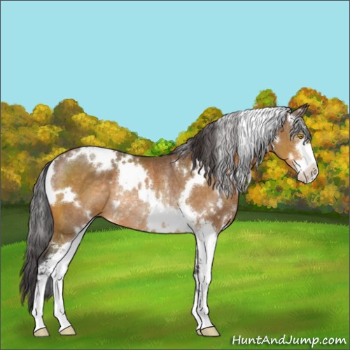 Horse Color:White Spotted Buckskin Sabino Rabicano 