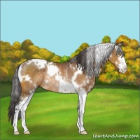 Horse Color:White Spotted Buckskin Sabino Rabicano 