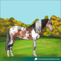 Horse Color:White Spotted Bay Rabicano 