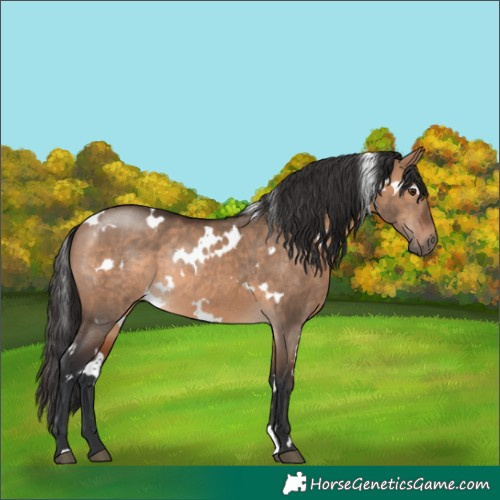 Horse Color:White Spotted Brown Dun Rabicano 