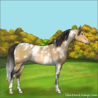 Horse Color:White Spotted Buckskin Dun Sabino Rabicano 