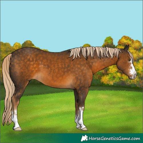 Horse Color:Chocolate Palomino 