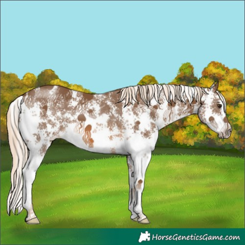 Horse Color:Chocolate Palomino Sabino 