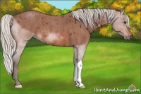 Horse Color:Silver Bay Roan 