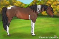 Horse Color:Bay Roan Tobiano Rabicano 