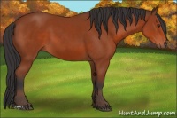 Horse Color:Brown 