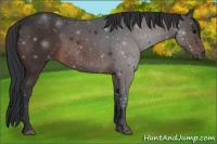 Horse Color:Brown Sabino