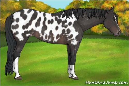 Horse Color:Brown Sabino Tobiano Appaloosa 