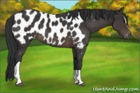 Horse Color:Brown Sabino Tobiano Appaloosa 