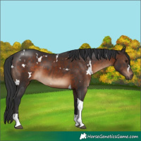 Horse Color:White Spotted Brown Tobiano Rabicano 