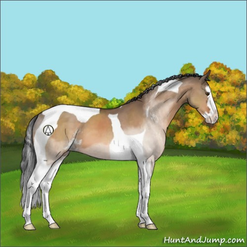 Horse Color:Brown Dun Sabino Splash Tobiano