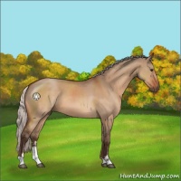 Horse Color:Silver Brown Dun Sabino 