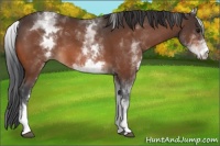 Horse Color:White Spotted Bay 