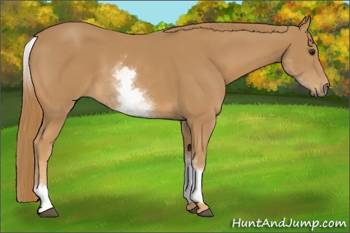 Horse Color:White Spotted Chestnut 