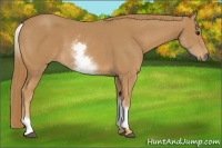 Horse Color:White Spotted Chestnut