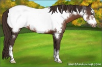 Horse Color:Liver Chestnut Frame Appaloosa 