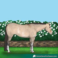 Horse Color:Bay Dun Sabino Rabicano