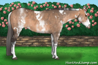 Horse Color:White Spotted Bay Dun Rabicano 