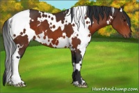 Horse Color:White Spotted Bay 