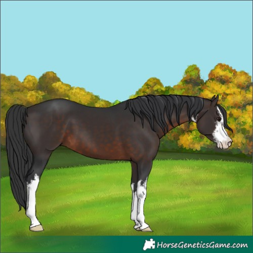 Horse Color:White Spotted Brown 