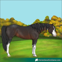 Horse Color:White Spotted Brown 