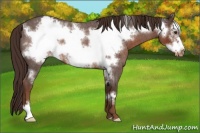 Horse Color:Liver Red Roan Frame Appaloosa 
