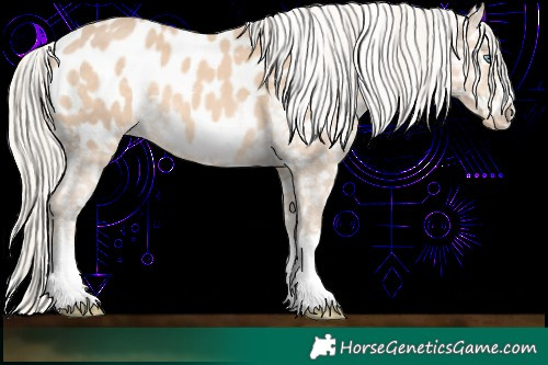 Horse Color:Cremello Appaloosa 