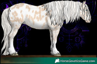 Horse Color:Cremello Appaloosa 