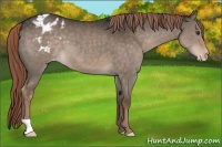 Horse Color:Liver Red Dun Appaloosa 