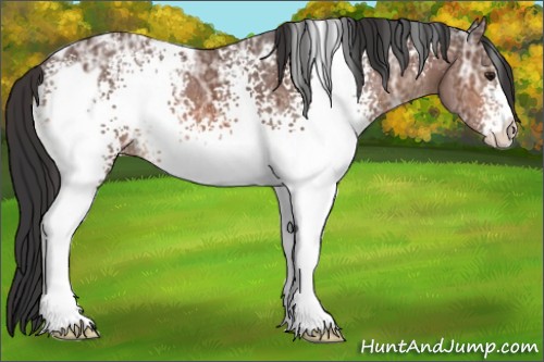Horse Color:White Spotted Brown Ice Sabino Appaloosa 